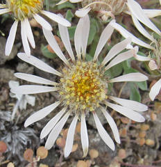 Townsendia florifera