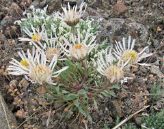 Townsendia florifera