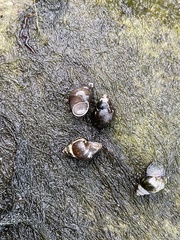 Bithynia tentaculata