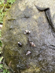 Bithynia tentaculata