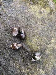 Bithynia tentaculata