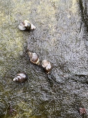 Bithynia tentaculata