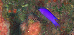 Gramma melacara