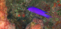 Gramma melacara