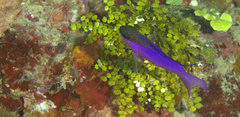 Gramma melacara