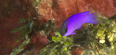 Gramma melacara