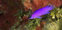 Gramma melacara