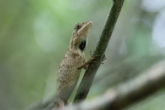 Ptyctolaemus gularis