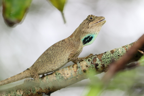 Green Fan-throated lizard