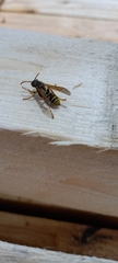 Polistes dominula