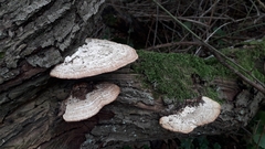 Daedaleopsis confragosa