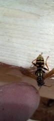 Polistes dominula