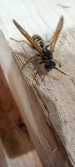 Polistes dominula