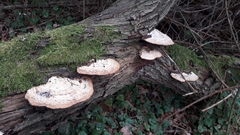 Daedaleopsis confragosa