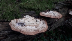 Daedaleopsis confragosa