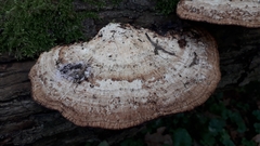 Daedaleopsis confragosa