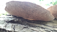 Daedaleopsis confragosa