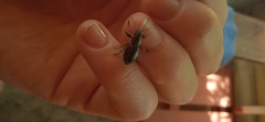 Naupactus tremolerasi