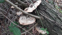 Daedaleopsis confragosa