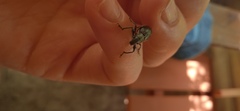 Naupactus tremolerasi
