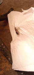 Naupactus tremolerasi