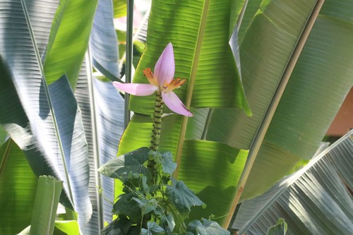 Musa ornata