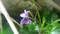 Viola jaubertiana
