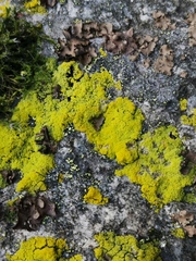 Candelariella coralliza