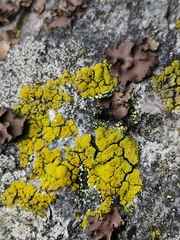 Candelariella coralliza