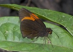 Ancistroides armatus