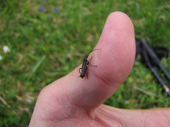 Cantharis tristis