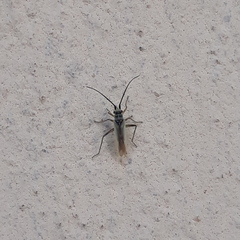 Conostethus hungaricus