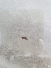 Asellus aquaticus