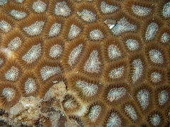 Coelastrea