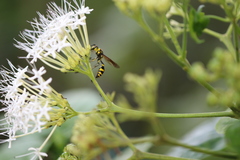 Pareumenes quadrispinosus