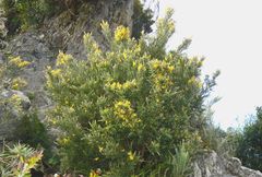 Genista canariensis image