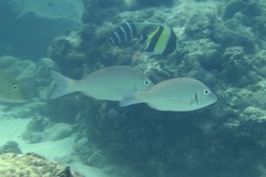 Lethrinus lentjan