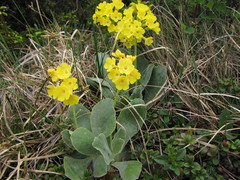 Primula auricula