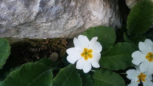 subespécie Primula vulgaris balearica · BioDiversity4All