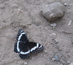 Limenitis weidemeyerii
