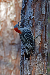 Melanerpes carolinus image