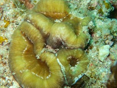 Lobophyllia hataii
