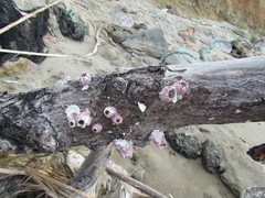 Megabalanus coccopoma