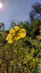 Ludwigia bonariensis