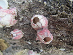 Megabalanus coccopoma