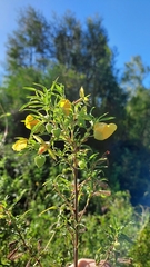 Ludwigia bonariensis