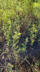 Ludwigia bonariensis