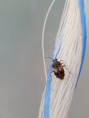 Deraeocoris lutescens