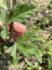 Fuertesimalva limensis