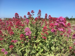 Centranthus ruber